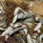 FENÓMENO NATURAL, ORIGEN DEL RECALE DE PECES EN PLAYAS DE PUERTO MORELOS